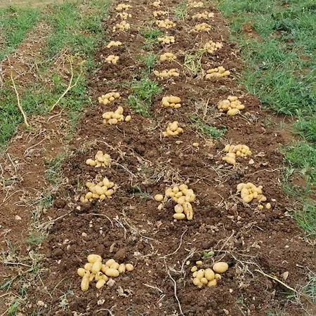 Bora Moscenicka Draga 4* Moscenice