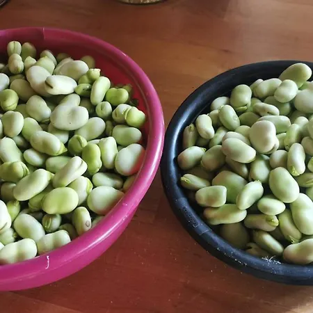 Bora Moscenicka Draga