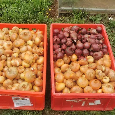 Bora Moscenicka Draga