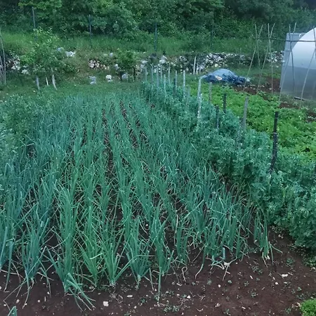 Bora Moscenicka Draga Nocleg ze śniadaniem Moscenice