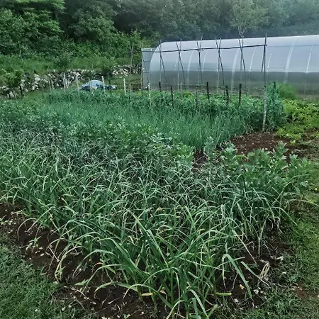 Bora Moscenicka Draga Moscenice