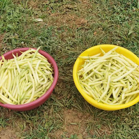 Bora Moscenicka Draga 4* Moscenice