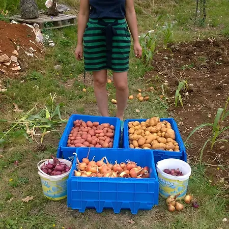 Nocleg ze śniadaniem Bora Moscenicka Draga