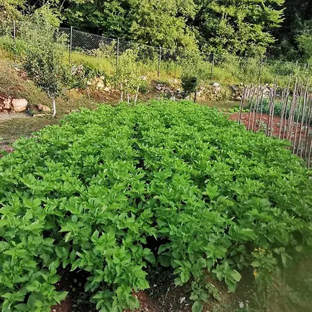 Nocleg ze śniadaniem Bora Moscenicka Draga Moscenice