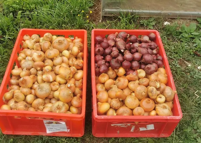 Bora Moscenicka Draga