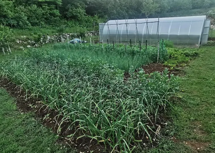 Bora Moscenicka Draga Moscenice