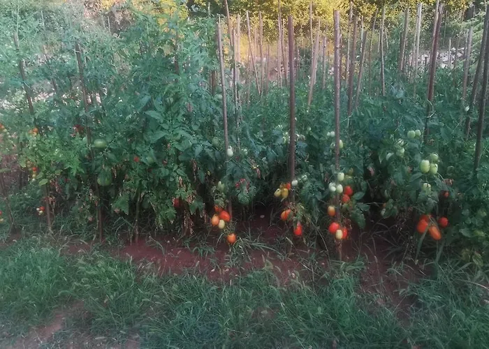Bora Moscenicka Draga